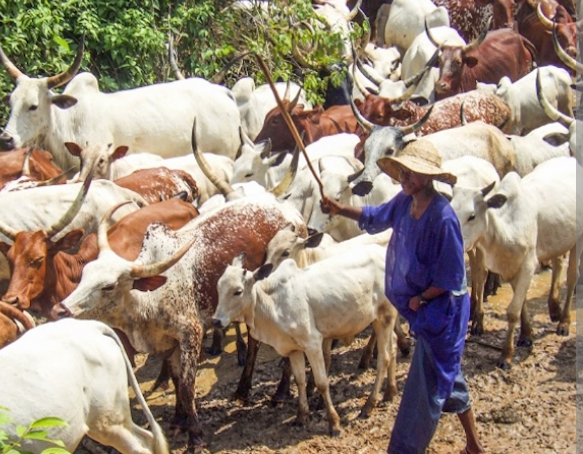 Nigeria’s Expensive Sallah: Rising Fuel Costs, Insecurity Drive Sheep Prices Beyond Reach of Many Families
