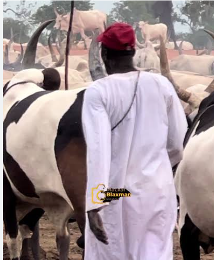 Empty Kraals, Broken Dreams: Cross-Border Cattle Raid Devastates Ugandan Families