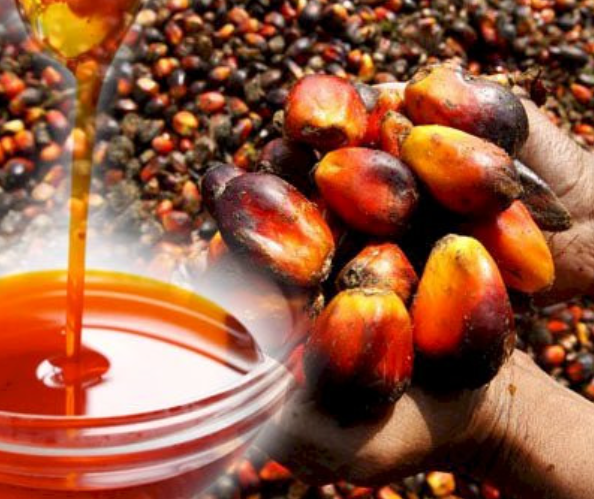 Africa has the land. What are we waiting for?