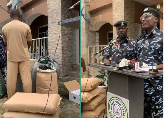 ₦500m Bribe Rejected as Nigerian Operatives Seize ‘Canadian Loud’ Worth ₦7.8bn in Major Drug Bust